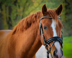 Dressurpferd Rumpelstielzchen Dream (Deutsches Reitpony, 2016, von Red Diamond B)