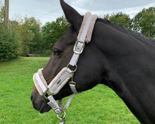 dressage horse Tiffani 46 (Austrian Warmblood, 2010, from Birkhofs Denario)