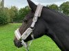 dressage horse Tiffani 46 (Austrian Warmblood, 2010, from Birkhofs Denario)