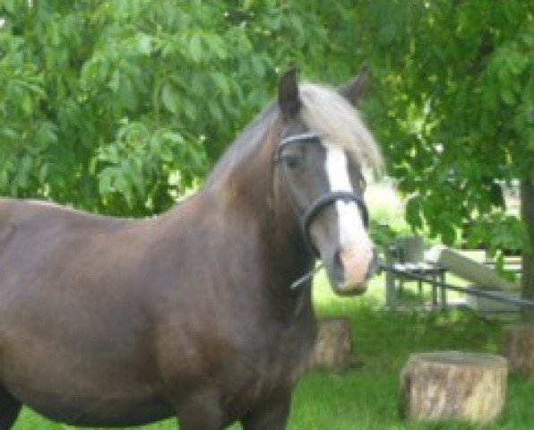 broodmare Finja (Black Forest Fox, 2005, from Ravel)