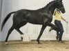 stallion Deichblick (Hanoverian, 2017, from Dancier)