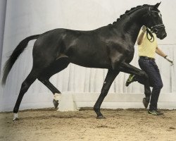 stallion Deichblick (Hanoverian, 2017, from Dancier)