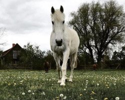 Springpferd White Star 50 (Wielkopolska, 2003)