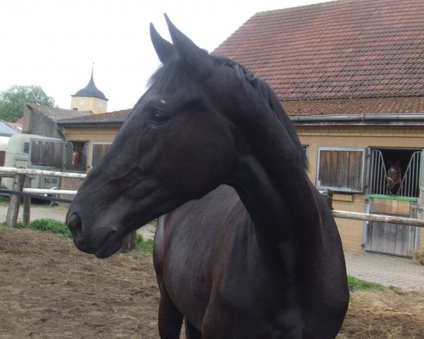 broodmare Samira B (Westphalian, 2008, from Sandro Bedo)