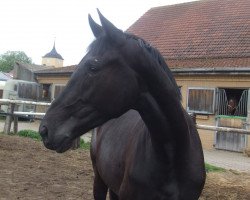 broodmare Samira B (Westphalian, 2008, from Sandro Bedo)