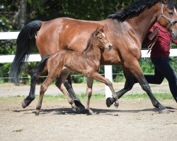 broodmare Valletta B (German Sport Horse, 2017, from Vulkano FRH)