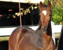 dressage horse Quarino B (German Warmblood, 2015, from Quaterback)