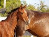 dressage horse Ballerina B (German Sport Horse, 2018, from Callaho's Benicio)