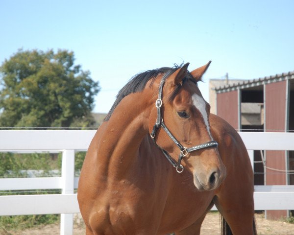 broodmare Lissarina B (German Sport Horse, 2017, from Lissaro)