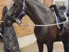 dressage horse Quarashi (Hanoverian, 2014, from Quantensprung 3)