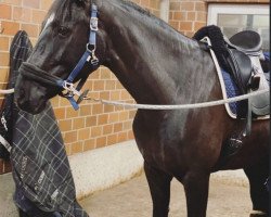 dressage horse Quarashi (Hanoverian, 2014, from Quantensprung 3)