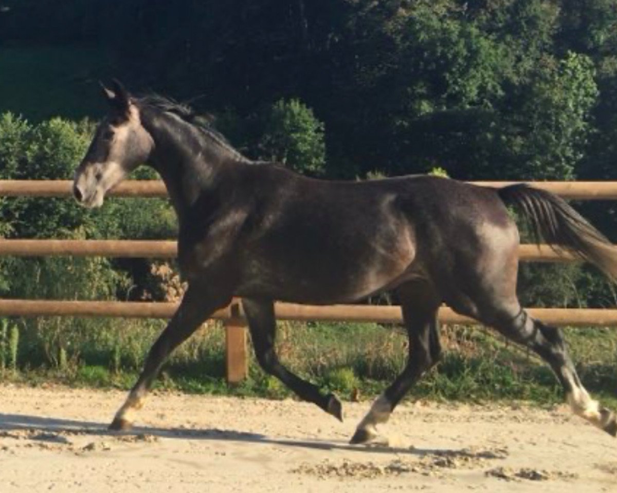 jumper Horizon D'Ivraie (Selle Français, 2017, from Cornet Obolensky)