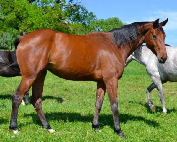 Springpferd Histoire d'Ivraie (Selle Français, 2017, von Lauterbach)