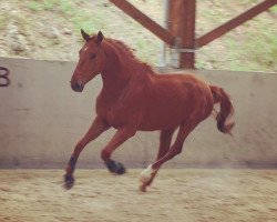 Springpferd Gangster D'Ivraie (Selle Français, 2016, von Number One D'Iso Un Prince)