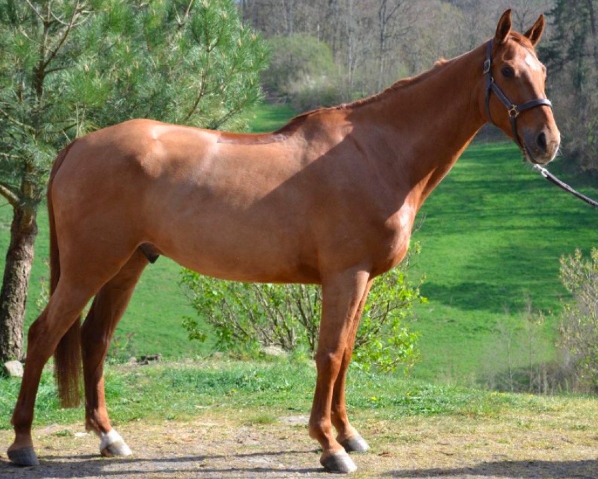 horse Eclat d'Ivraie (Selle Français, 2014, from Number One D'Iso Un Prince)