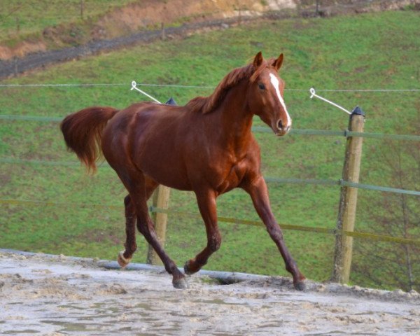 Springpferd Banzaye D'Ivraie (Selle Français, 2011, von Number One D'Iso Un Prince)