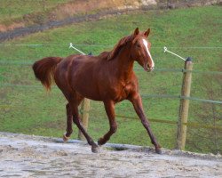 Springpferd Banzaye D'Ivraie (Selle Français, 2011, von Number One D'Iso Un Prince)