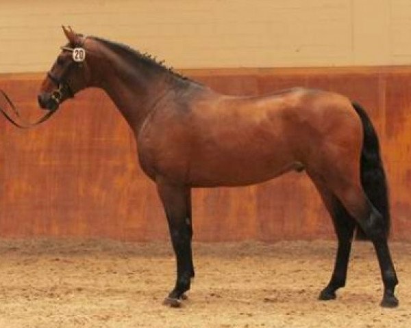 stallion Jac'Potes (Holsteiner, 2003, from Caretino)