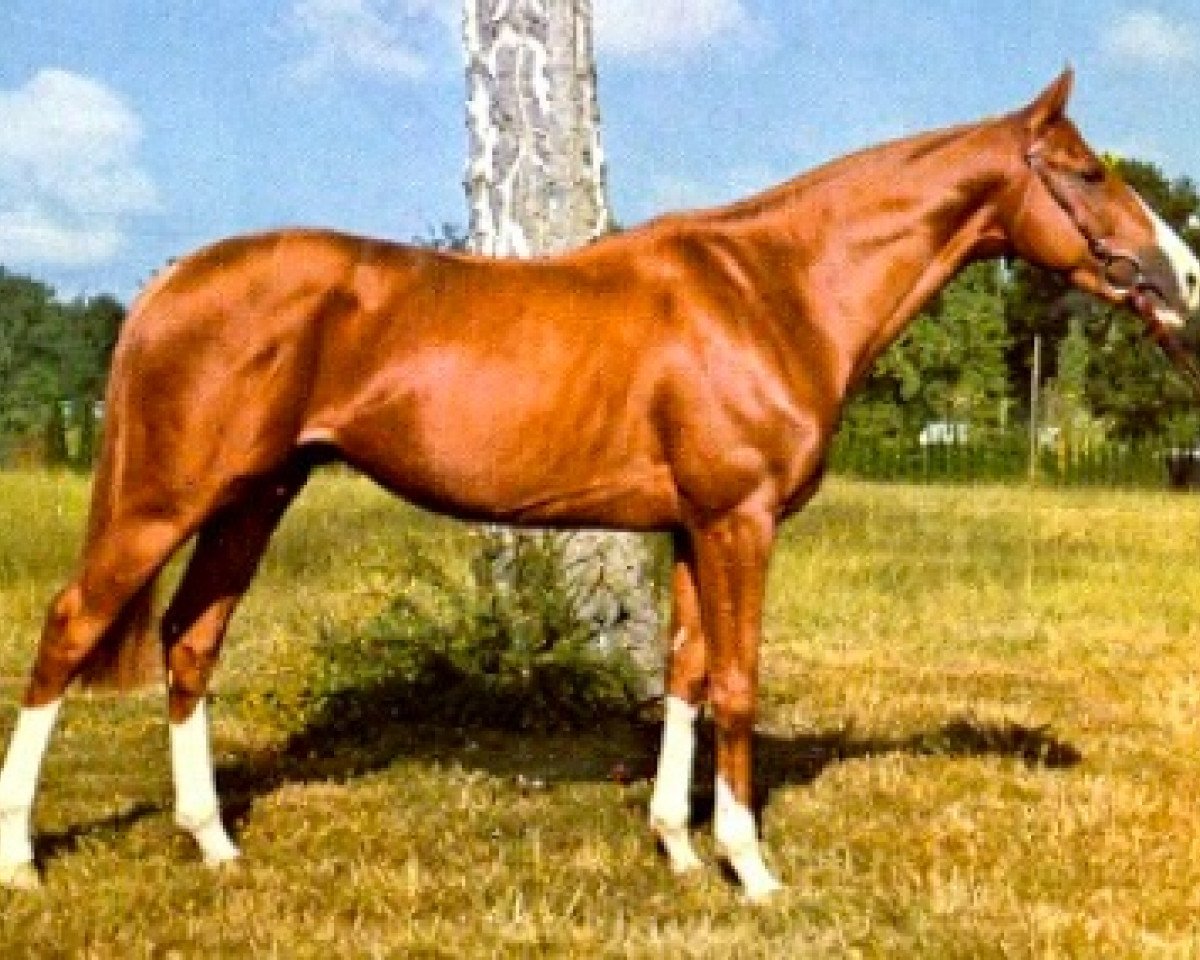 stallion Le Correzien AA (Anglo-Arabs, 1971, from Wild Hun xx)