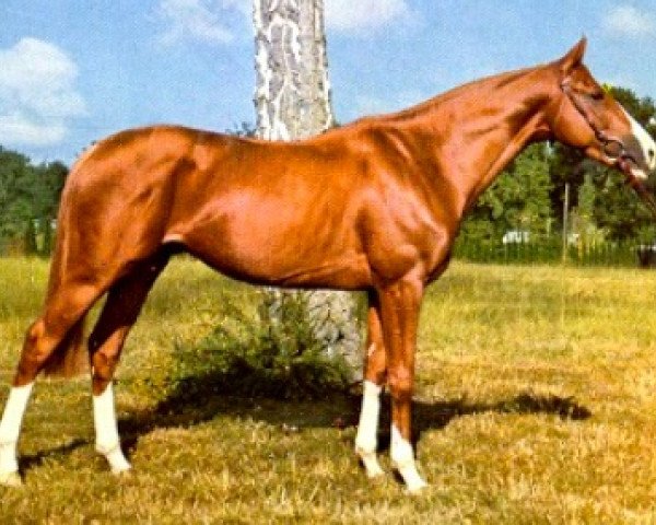 stallion Le Correzien AA (Anglo-Arabs, 1971, from Wild Hun xx)