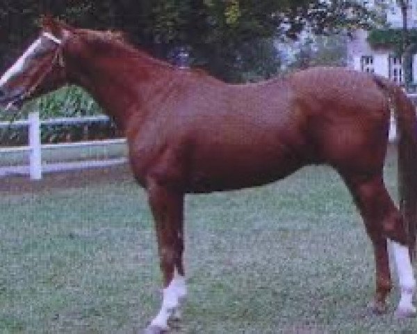 stallion Riago AA (Anglo-Arabs, 1983, from Iago C AA)