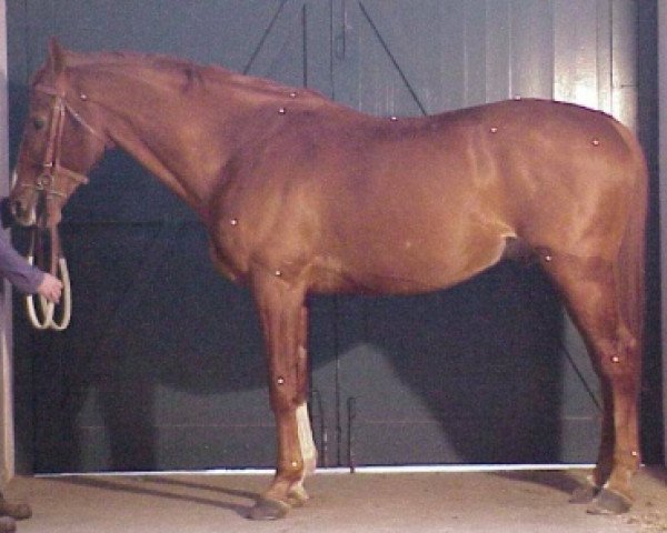 Pferd Belo des Vernieres AA (Anglo-Araber, 1989, von Riago AA)