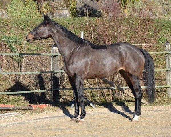 jumper Ebene D'Ivraie (Selle Français, 2014, from Qlassic Bois Margot)