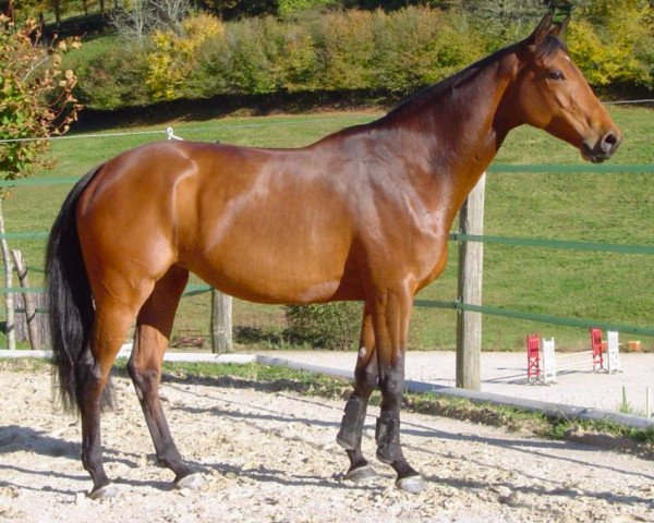 broodmare Nounie d'Ivraie AA (Anglo-Arabs, 2001, from Ryon d'Anzex AA)