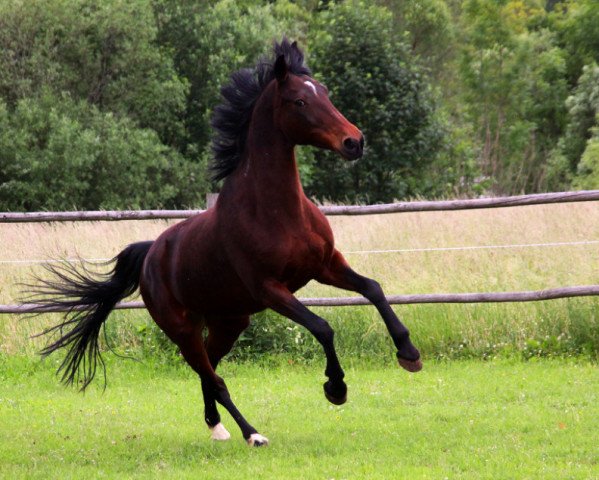 horse Madmoiselle Ovni (Traber, 1997, from Ovni (FR))