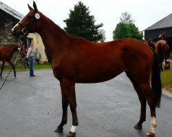 broodmare Vive AA (Anglo-Arabs, 2009, from O'Pif d'Ivraie AA)