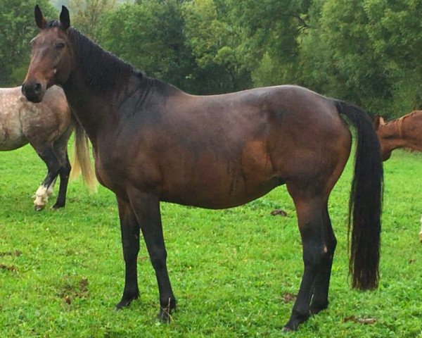 broodmare Unanime une Prince (Selle Français, 2008, from Diamant de Semilly)