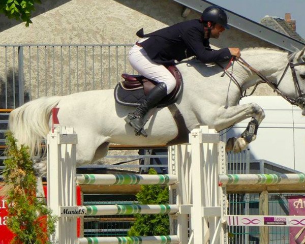 broodmare Tendance Ivraie (Selle Français, 2007, from Capital)