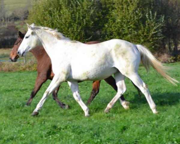 broodmare Opsine d'Ivraie AA (Anglo-Arabs, 2002, from Hermes d'Authieux AA)