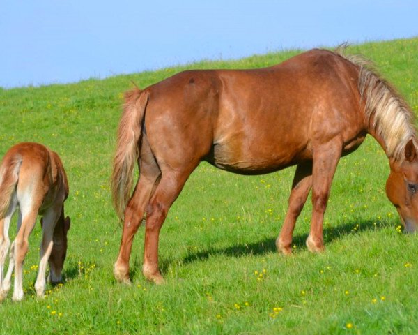 Zuchtstute Kaissera d'Opal (Selle Français, 1998, von Vas Y Donc Longane)