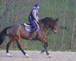 broodmare Floride D'Ivraie (Selle Français, 2015, from Vigo d'Arsouilles)