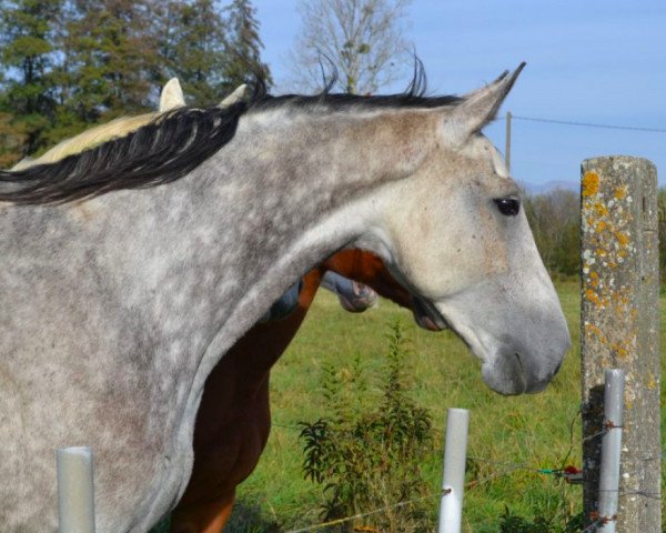 broodmare Diva des Hayettes (Belgium Sporthorse, 2009, from Quartz Adelheid Z)