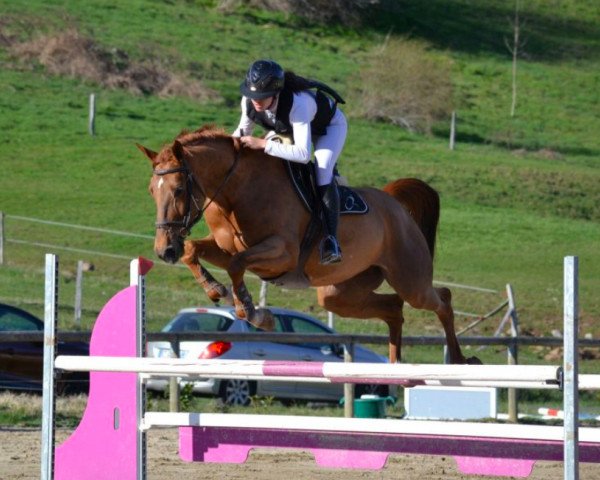 broodmare Dandie D'Ivraie (Selle Français, 2013, from Dandy du Plape)