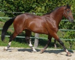 stallion Scandale D'Ivraie (Anglo-Arabs, 2006, from Laurier de Here AA)