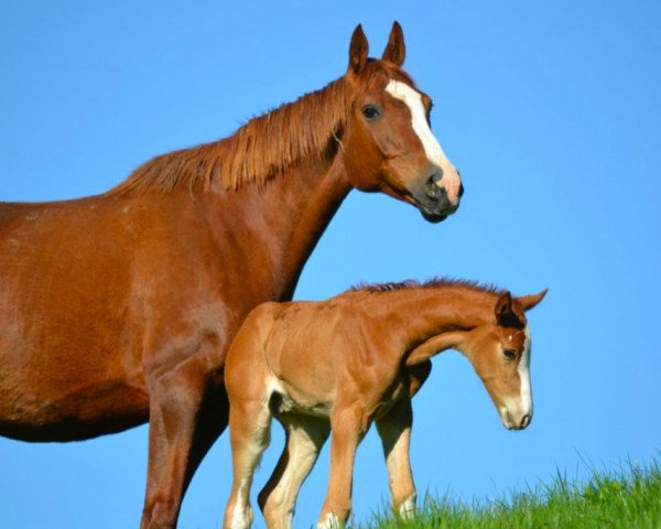 broodmare Si Jolie des Salines (Selle Français, 2006, from Cabdula du Tillard)