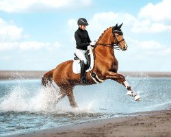 dressage horse Imperial G (Trakehner, 2010, from Mendelsohn)