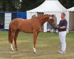 broodmare Fräulein K (Oldenburg, 2015, from Fürst Romancier)