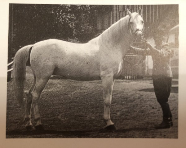 stallion Djebel (Shagya Arabian, 1935, from O'Bajan VII)
