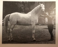 Deckhengst Djebel (Shagya-Araber, 1935, von O'Bajan VII)