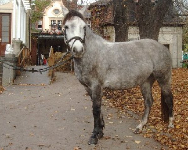 horse Lolita (German Riding Pony, 1996)