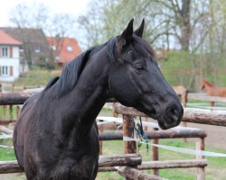 Pferd Sambo (Deutsches Reitpferd, 1995, von Sinclair B)