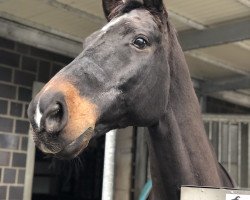 jumper Gripu (Latvian Warmblood, 2002, from Pedro)