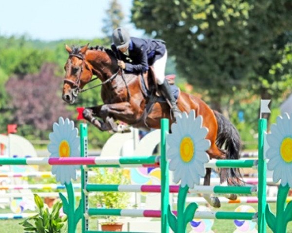 Pferd Calypso des Cleons (Selle Français, 2012, von Ulixe)