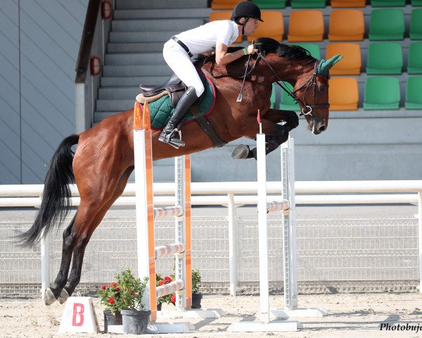 Springpferd Quick Dream CH (Schweizer Warmblut, 2015, von Quiwi Dream)