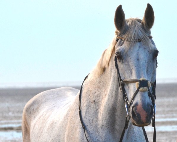 broodmare Windspiel (Westphalian, 1987, from Weltruf)