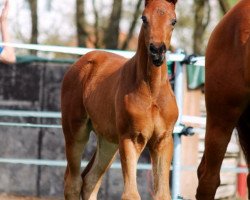 dressage horse Forever U (Hanoverian, 2015, from For Romance I)